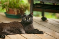 Picture of black cat on patio