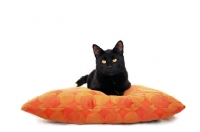 Picture of Black cat on red and orange pillow