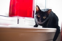 Picture of black cat on window sil