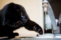 Picture of black cat playing with dripping water