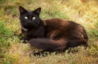 Picture of black cat resting on grass