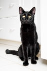 Picture of Black cat sitting in kitchen