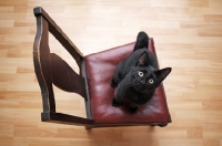 Picture of Black cat sitting on chair looking up