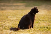 Picture of black cat sitting on grass