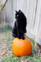 Picture of black cat sitting on pumpkin