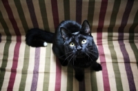 Picture of Black cat sitting on striped futon