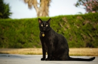 Picture of black cat sitting outside