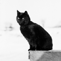 Picture of black cat sitting up