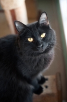 Picture of black cat sitting