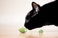 Picture of Black cat smelling broccoli