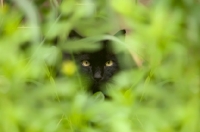 Picture of black cat spying