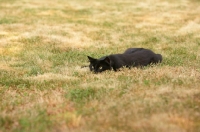 Picture of black cat spying