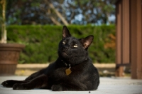 Picture of black cat sunbathing
