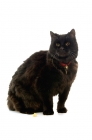 Picture of black cat wearing collar with bell