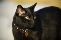 Picture of black cat wearing name tag