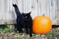 Picture of black cat with pumpkin