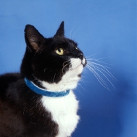 Picture of black cat with white cheeks, neck and chest wearing a collar