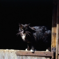 Picture of black cat with white markings on stable door