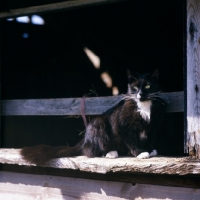 Picture of black cat with white markings on a bench