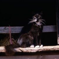 Picture of black cat with white markings