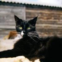 Picture of black cat with white markings