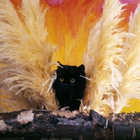 Picture of black cat with wings
