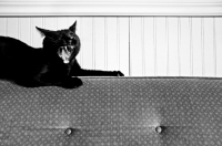 Picture of black cat yawning on couch
