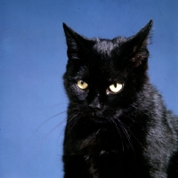 Picture of black cat 