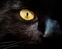 Picture of black cat's gold eye