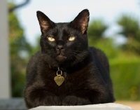 Picture of black cat