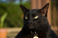 Picture of black cat
