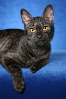 Picture of black Chausie on blue background