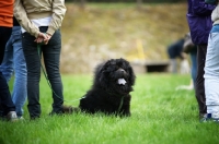 Picture of Black chow chow sitting in a field near owner