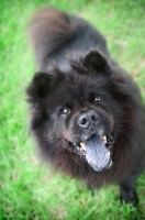 Picture of black chow chow with mouth open