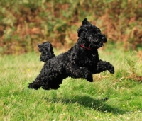 Picture of black Cockapoo running fast