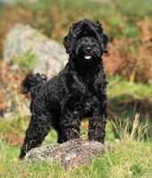 Picture of black Cockapoo