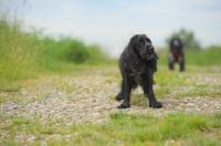 Picture of black cocker spaniel standing in a field