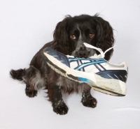 Picture of black Cocker Spaniel with shoe