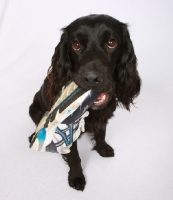 Picture of black Cocker Spaniel with shoe