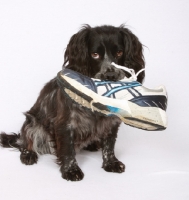 Picture of black Cocker Spaniel with shoe