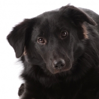 Picture of black cross bred dog