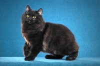 Picture of black Cymric cat in studio, 5 month old Solid Black