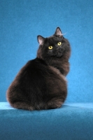 Picture of black Cymric cat on blue background