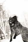 Picture of Black dog leaping through snow