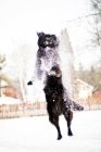 Picture of Black dog leaping through snow