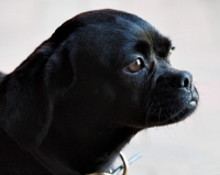 Picture of black dog portrait against pale background