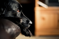 Picture of Black dog resting head on couch