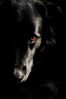 Picture of Black dog resting head on dark couch