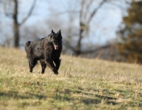 Picture of black dog running in countryside