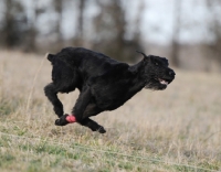 Picture of black dog running in countryside